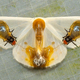 Las alas de la polilla Macrocilix maia